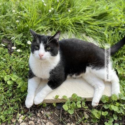 Photo 1/4 Felix Chat lost in Bournainville faverolles