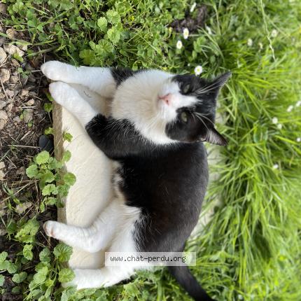 Photo 4/4 Felix Chat lost in Bournainville faverolles