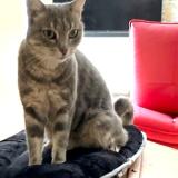 Picture of cat lost at Le Beausset