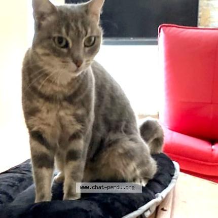 Photo 1/1 Myrtille Chat lost in Le beausset