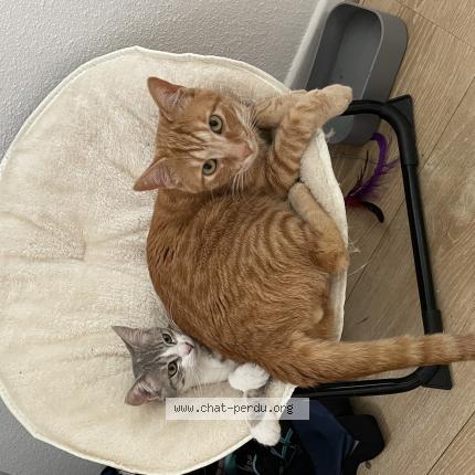 Photo 1/1 Kuma Chat lost in Le monastere