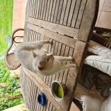 Picture of cat found at Eyguieres