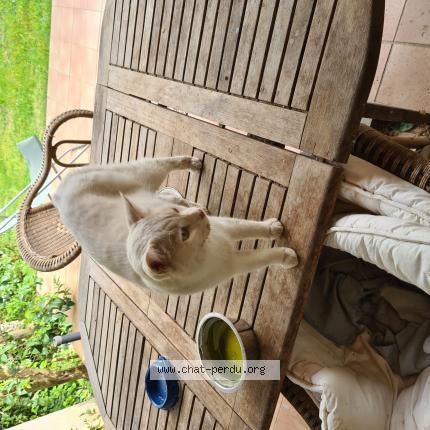 Photo 1/1 Found cat Found in Eyguieres