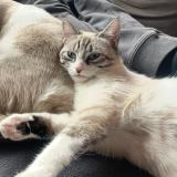 Picture of cat lost at Bonneville