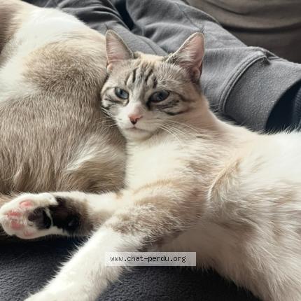 Photo 1/1 Kira Chat lost in Bonneville