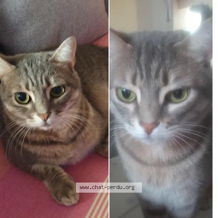 Photo 1/1 mimi Chat lost in Tournon sur rhone