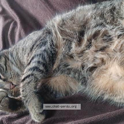 Photo 1/1 Sami Chat lost in La bouexiere