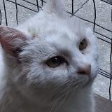 Picture of cat found at St Pierre La Palud