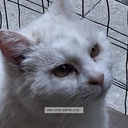 Photo 1/1 Found cat Found in St pierre la palud