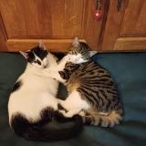 Picture of cat lost at Stonne