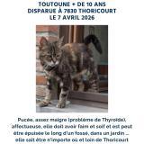 Picture of cat lost at Silly Thoricourt