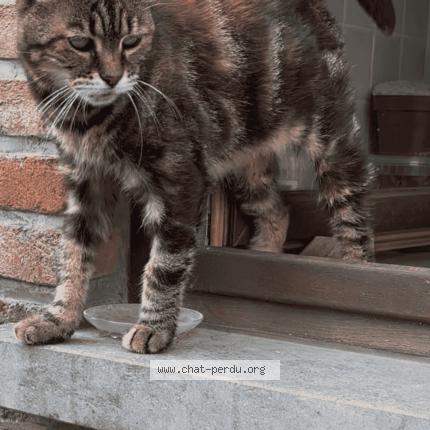 Foto 2/3 Toutoune Kat vermist in Silly Thoricourt