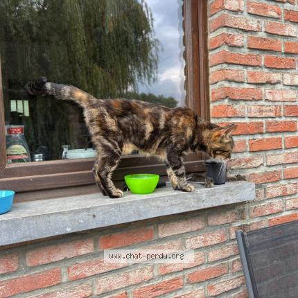 Foto 3/3 Toutoune Kat vermist in Silly Thoricourt