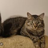 Picture of cat lost at Saint Palais