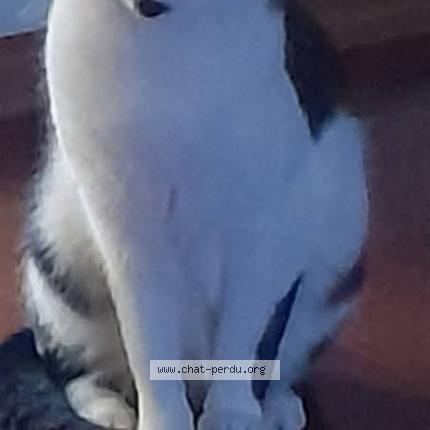 Photo 1/1 Tornado Chat lost in Sint jans molenbeek