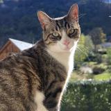 Picture of cat lost at Montpellier