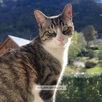 Photo 1/1 Sunny Chat lost in Montpellier