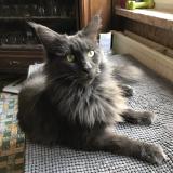 Picture of cat lost at Wallers