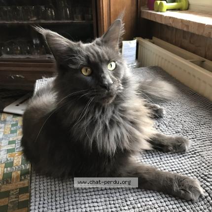 Photo 1/1 Charly Chat lost in Wallers