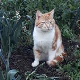 Picture of cat lost at Lannemezan