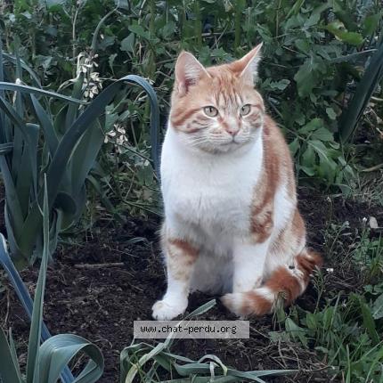 Photo 1/1 Rourou Chat lost in Lannemezan