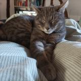 Picture of cat lost at Chatonnay