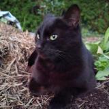 Picture of cat lost at Bruyeres Le Chatel