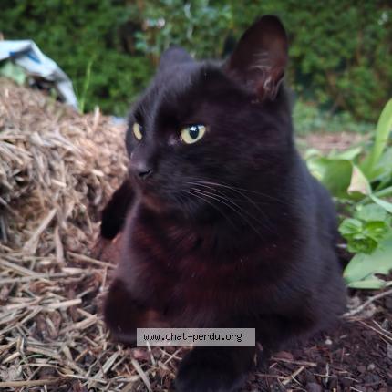 Photo 1/1 ELSA Chat lost in Bruyeres le chatel