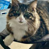 Picture of cat lost at Balanzac