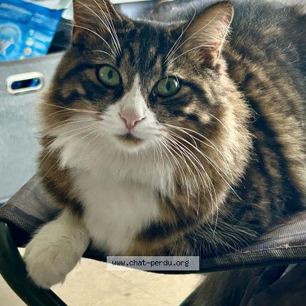 Photo 1/1 Cat reunited Lost in Balanzac