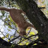 Picture of cat lost at Romans Sur Isere