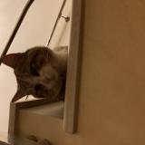 Picture of cat found at La Rochelle