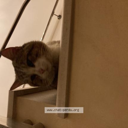 Photo 1/1 Found cat Found in La rochelle