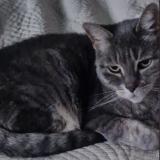 Picture of cat lost at Tourcoing