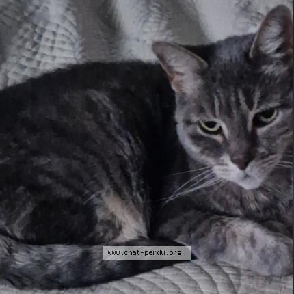 Photo 1/1 Happy Chat lost in Tourcoing