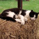 Picture of cat lost at Anzin