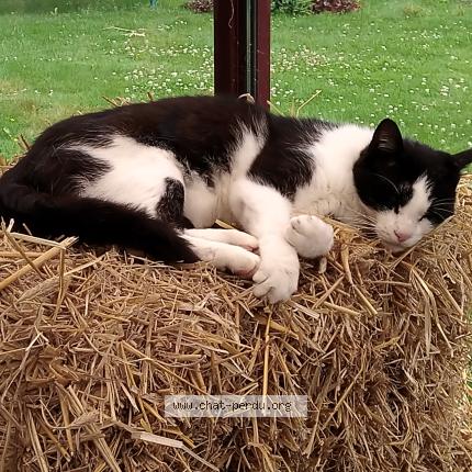 Photo 1/1 F&eacute;lix Chat lost in Anzin