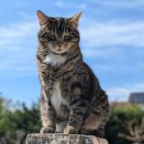 Picture of cat lost at Saint Nazaire Les Eymes