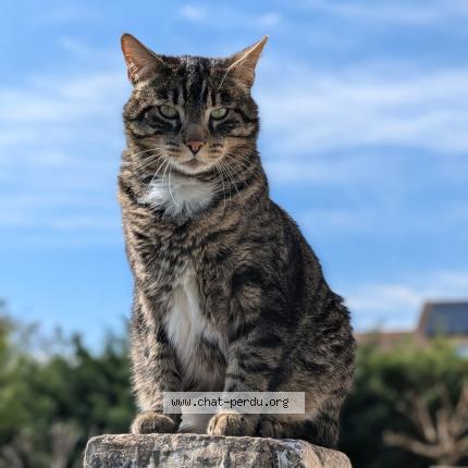 Photo 1/1 Pusheen Chat lost in Saint nazaire les eymes