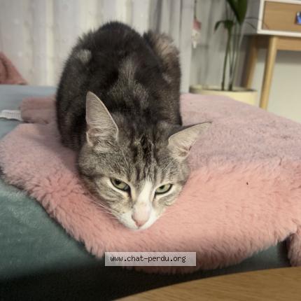 Photo 1/1 Yoko Chat lost in Henin beaumont