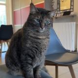 Picture of cat lost at Bouaye