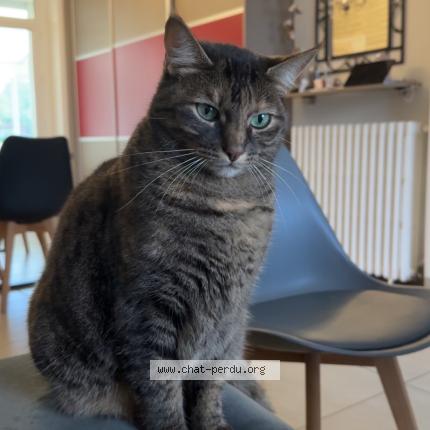 Photo 1/1 Tixie Chat lost in Bouaye