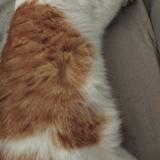 Picture of cat lost at Coublevie