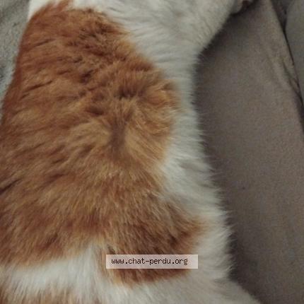 Photo 1/1 Camel Chat lost in Coublevie