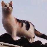 Picture of cat found at Limay