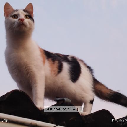 Photo 1/1 Found cat Found in Limay