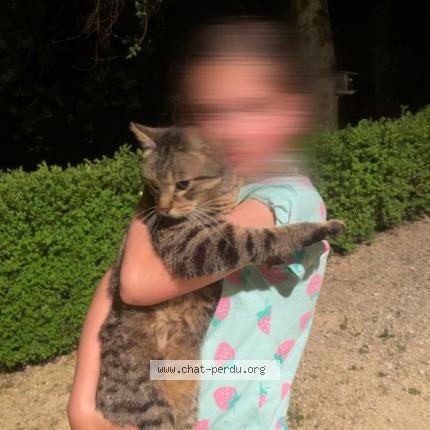 Photo 1/1 Found cat Found in Les coteaux perigourdins