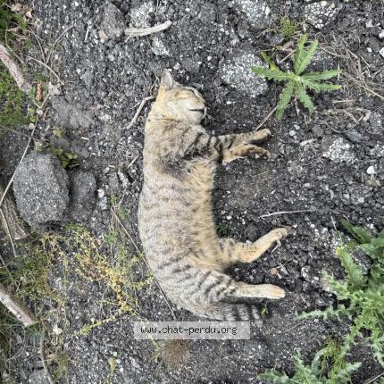 Photo 1/1 Found cat Found in Sonnaz