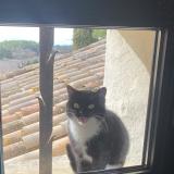 Picture of cat lost at Carpentras