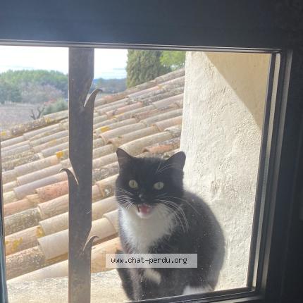 Photo 1/1 Syrah Chat lost in Carpentras